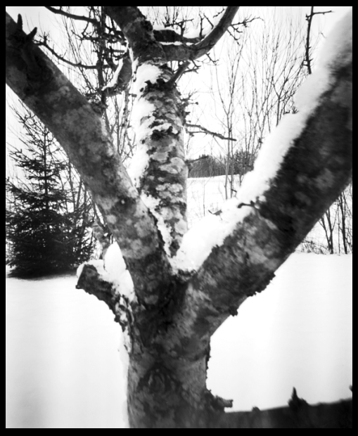 The Winter Tree